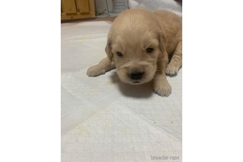 成約済の愛知県のゴールデンレトリーバー-316204の4枚目