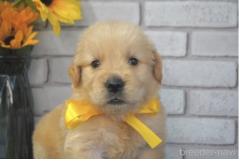 成約済の熊本県のゴールデンレトリーバー-319392の1枚目