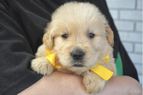 成約済の熊本県のゴールデンレトリーバー-319392の5枚目