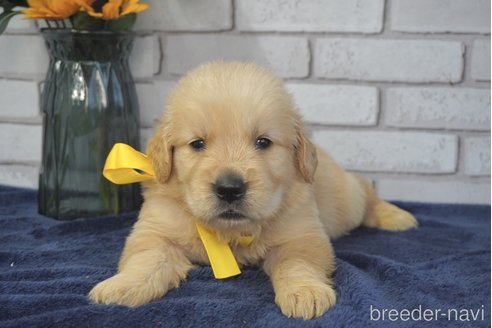 成約済の熊本県のゴールデンレトリーバー-319392の6枚目