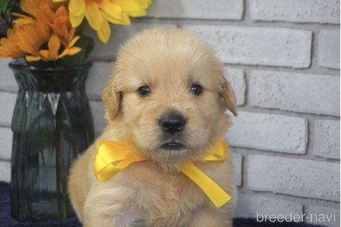 成約済の熊本県のゴールデンレトリーバー-319392の9枚目