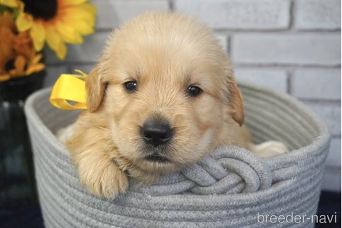 成約済の熊本県のゴールデンレトリーバー-319392の8枚目