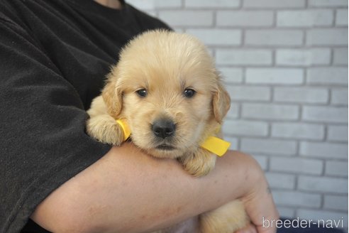 成約済の熊本県のゴールデンレトリーバー-319392の4枚目