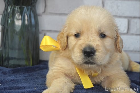 成約済の熊本県のゴールデンレトリーバー-319392の3枚目