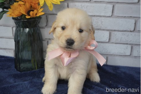 成約済の熊本県のゴールデンレトリーバー-319404の5枚目