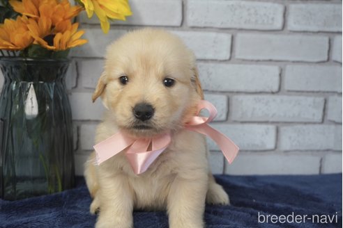 成約済の熊本県のゴールデンレトリーバー-319404の6枚目