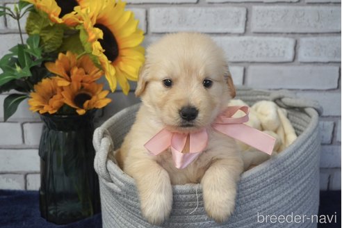 成約済の熊本県のゴールデンレトリーバー-319404