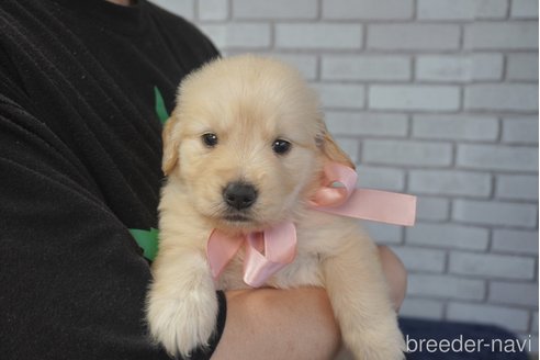 成約済の熊本県のゴールデンレトリーバー-319404の2枚目