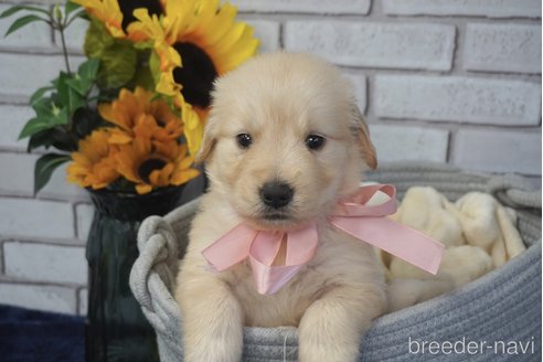 成約済の熊本県のゴールデンレトリーバー-319404の3枚目