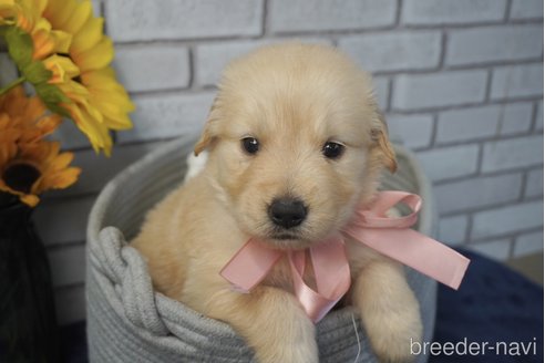 成約済の熊本県のゴールデンレトリーバー-319404の4枚目