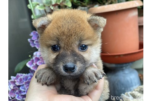 成約済の岡山県の柴犬-316534の1枚目
