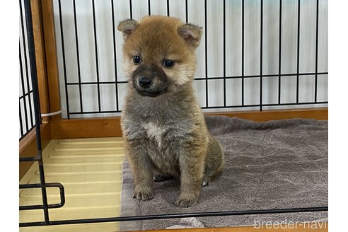 成約済の岡山県の柴犬-316534の5枚目