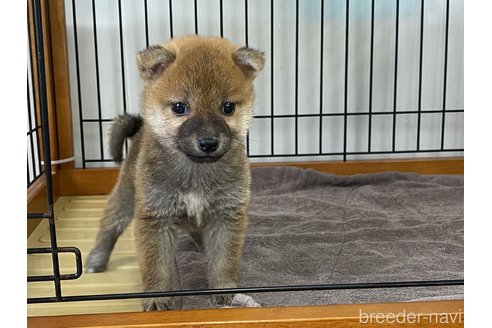 成約済の岡山県の柴犬-316534の4枚目