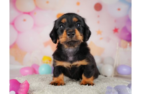 成約済の東京都のミニチュアダックスフンド(ロングヘアード)-319420の6枚目