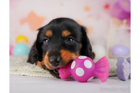 成約済の東京都のミニチュアダックスフンド(ロングヘアード)-319420の1枚目