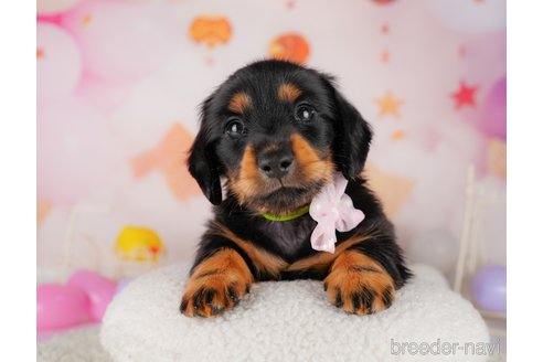 成約済の東京都のミニチュアダックスフンド(ロングヘアード)-319420の3枚目