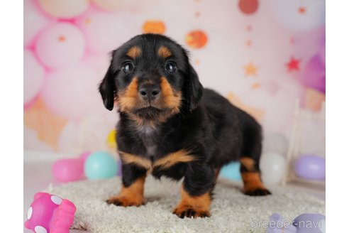 成約済の東京都のミニチュアダックスフンド(ロングヘアード)-319420の4枚目