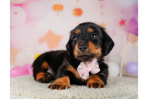 成約済の東京都のミニチュアダックスフンド(ロングヘアード)-319420の5枚目