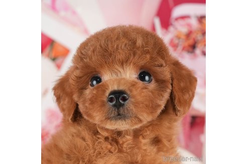 成約済の千葉県のトイプードル-319434の5枚目