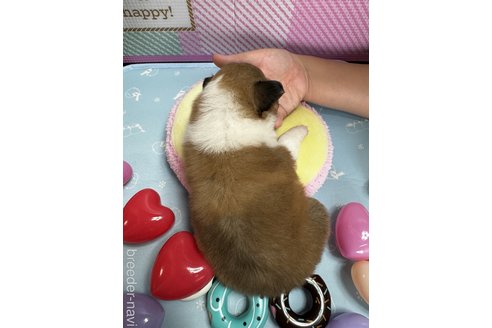 成約済の愛知県のシェットランドシープドッグ(シェルティ)-319438の4枚目