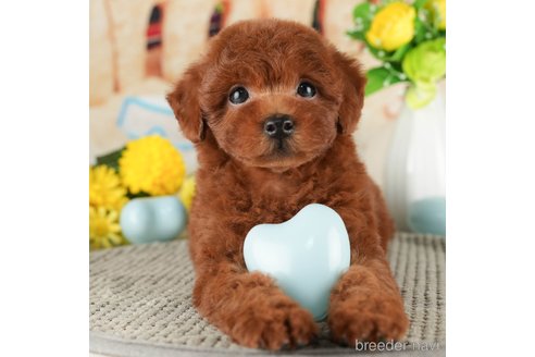 成約済の千葉県のトイプードル-319441