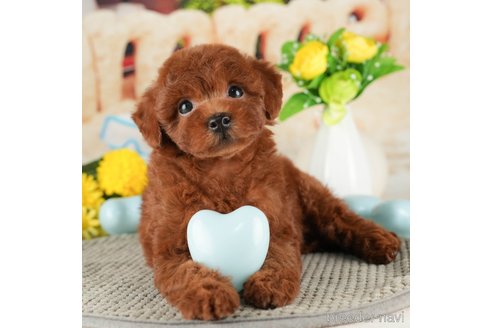 成約済の千葉県のトイプードル-319441の5枚目