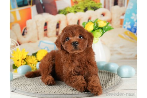 成約済の千葉県のトイプードル-319441の2枚目