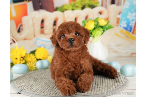 成約済の千葉県のトイプードル-319441の3枚目