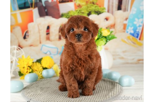 成約済の千葉県のトイプードル-319441の4枚目