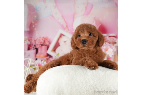 成約済の千葉県のトイプードル-319442