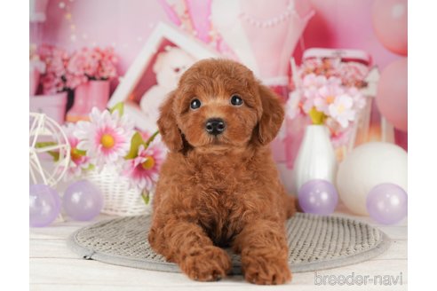 成約済の千葉県のトイプードル-319442の5枚目