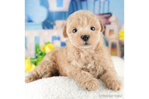 成約済の千葉県のタイニープードル-319445の1枚目