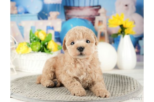 成約済の千葉県のタイニープードル-319445の5枚目