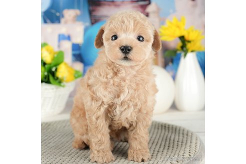 成約済の千葉県のタイニープードル-319445の2枚目