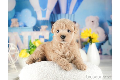 成約済の千葉県のタイニープードル-319445の3枚目