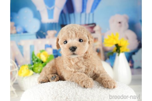 成約済の千葉県のタイニープードル-319445の4枚目