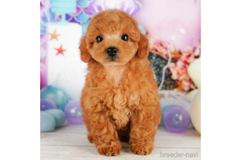 成約済の千葉県のトイプードル-319447の2枚目