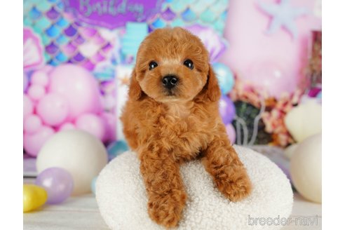 成約済の千葉県のトイプードル-319447の4枚目