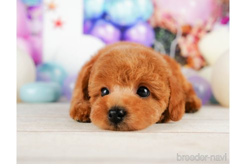 成約済の千葉県のトイプードル-319447の5枚目