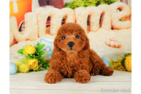 成約済の千葉県のトイプードル-319448の4枚目