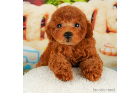 成約済の千葉県のトイプードル-319448の1枚目