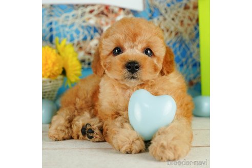 成約済の千葉県のトイプードル-319449の1枚目