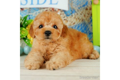 成約済の千葉県のトイプードル-319449の2枚目