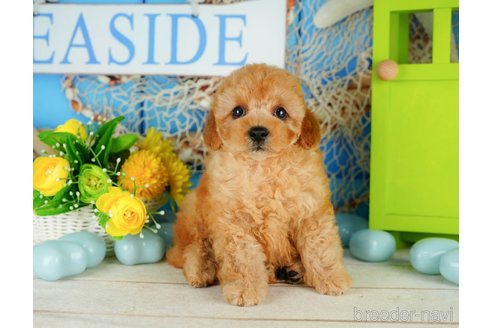 成約済の千葉県のトイプードル-319449の3枚目