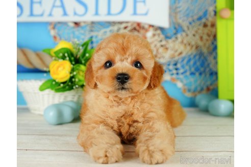 成約済の千葉県のトイプードル-319449の4枚目