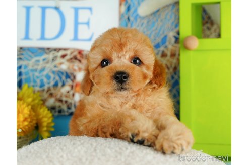 成約済の千葉県のトイプードル-319449の5枚目