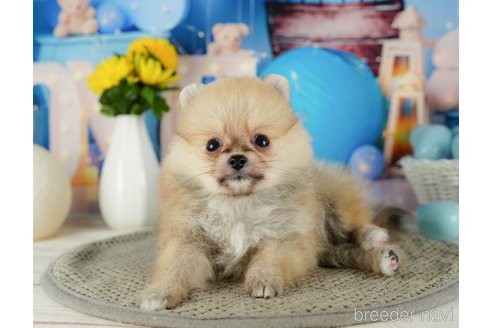 成約済の千葉県のポメラニアン-319450の3枚目