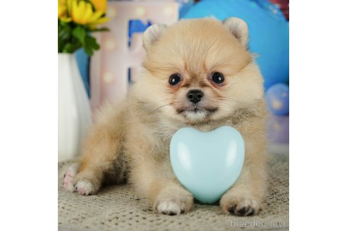 成約済の千葉県のポメラニアン-319450の1枚目