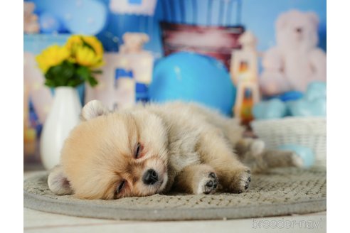 成約済の千葉県のポメラニアン-319450の4枚目