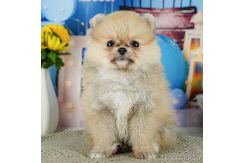 成約済の千葉県のポメラニアン-319450の2枚目